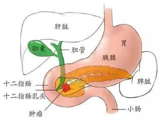 胆道解刨图.png